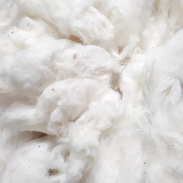 Cotton fibre
