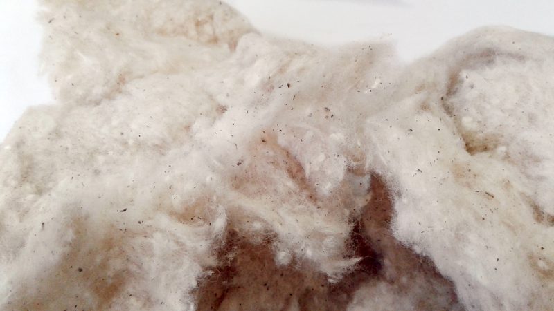 Cotton fibre